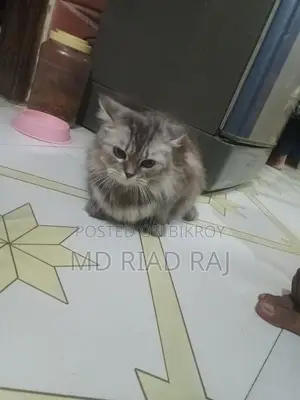 Persian Cat