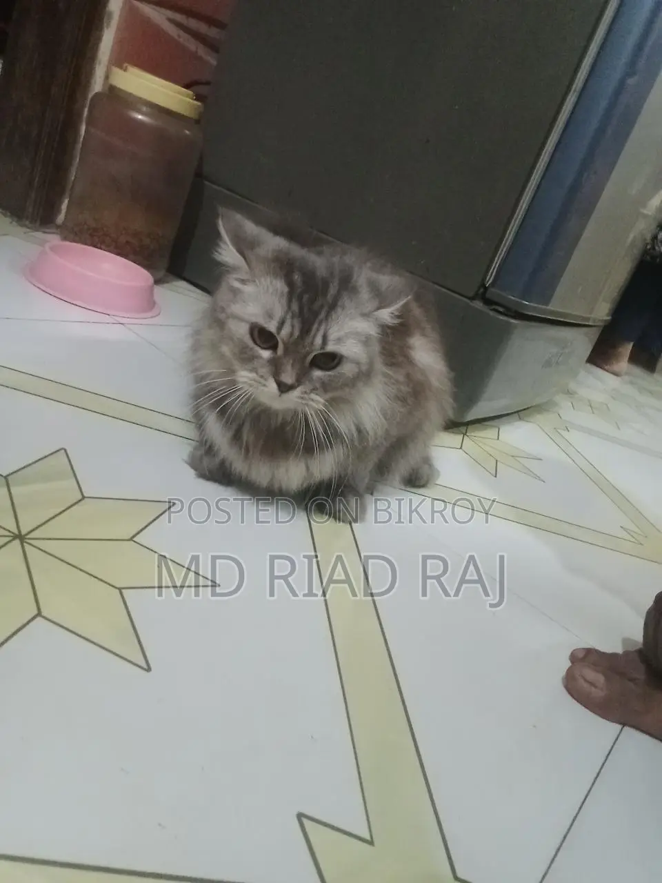 Persian Cat