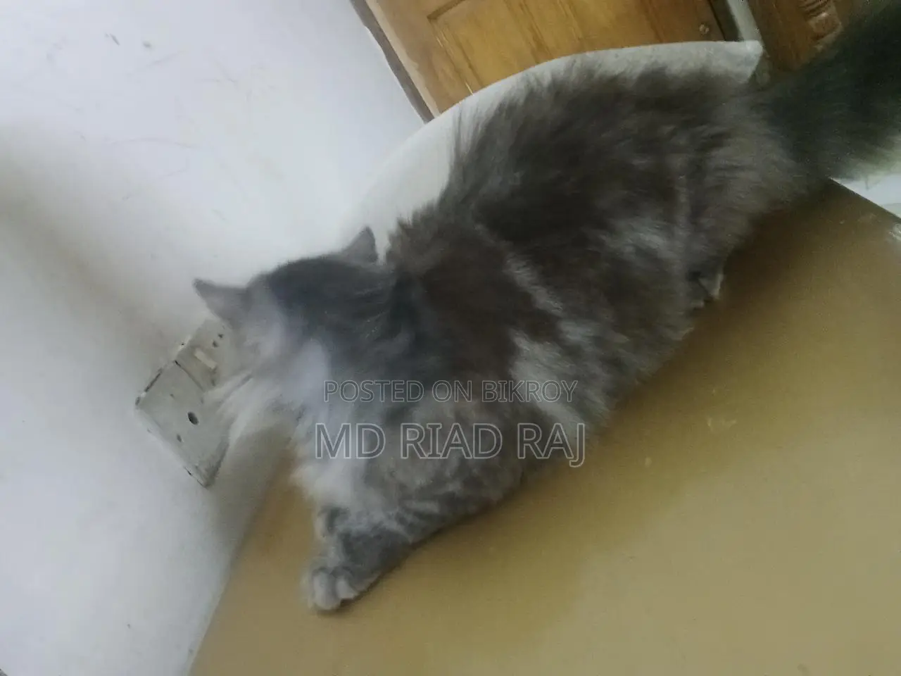 Persian Cat