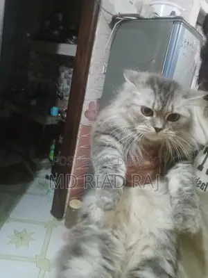 Persian Cat