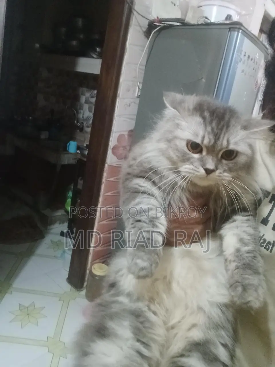 Persian Cat