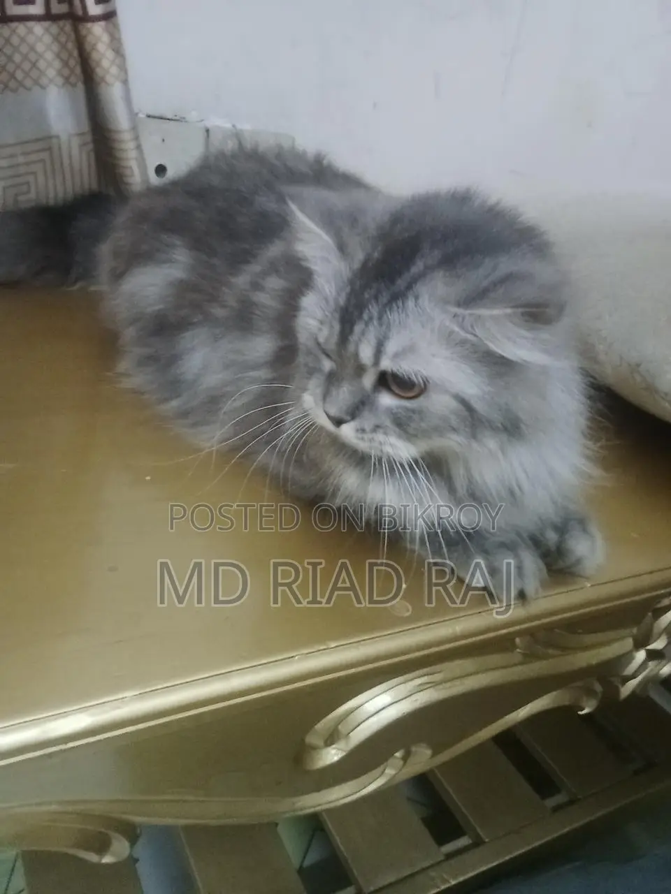 Persian Cat
