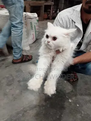 মেয়ে বিড়াল সাদা কালার ট্রিপল কর্ট পার্সিয়ান