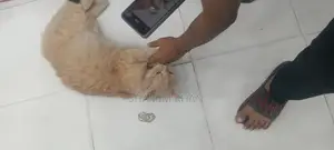 Persian Cat Male