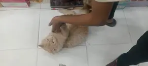 Persian Cat Male