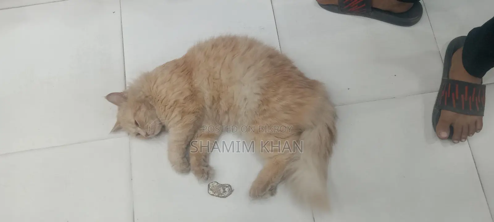Persian Cat Male
