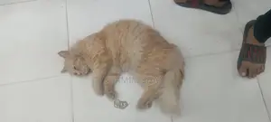 Persian Cat Male