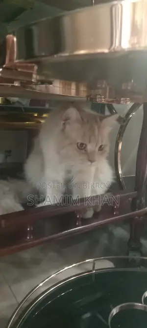Persian Cat Male