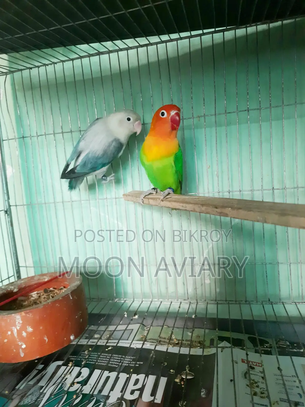 Love Bird