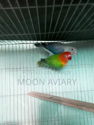 Love Bird