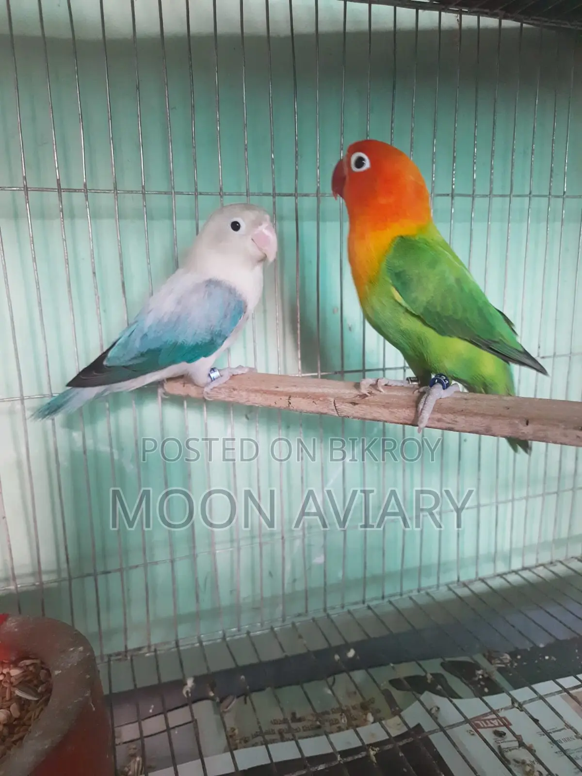Love Bird