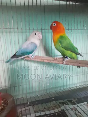 Love Bird