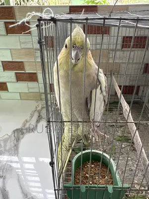 ককাটেল পাখি পূর্ণবয়স্ক মাদি