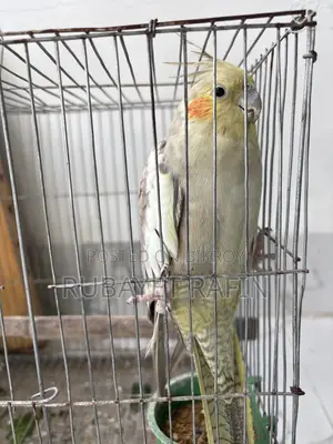 ককাটেল পাখি পূর্ণবয়স্ক মাদি