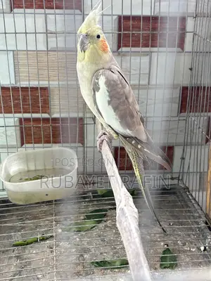 ককাটেল পাখি পূর্ণবয়স্ক মাদি