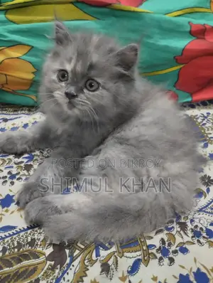 Persian cat