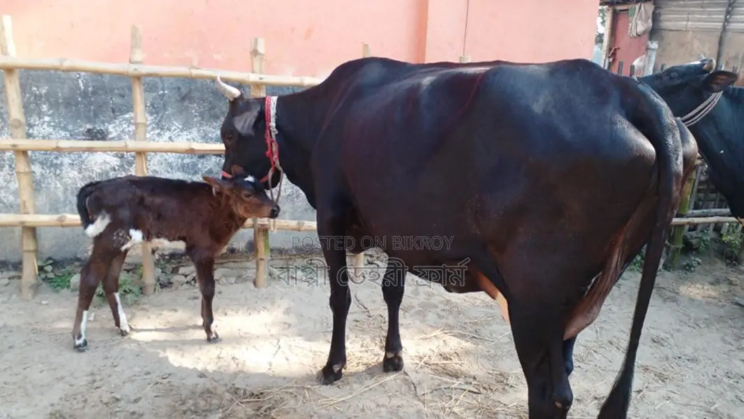 ১০৫৫ নং উন্নত জাতের গাভী গরু বিক্রয় হবে।
