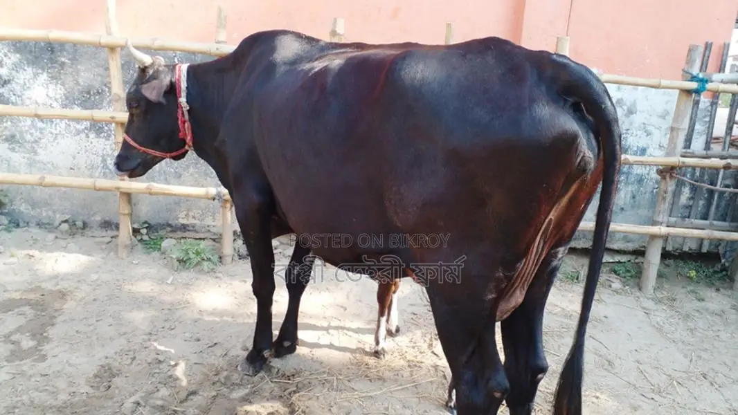 ১০৫৫ নং উন্নত জাতের গাভী গরু বিক্রয় হবে।
