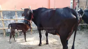 ১০৫৫ নং উন্নত জাতের গাভী গরু বিক্রয় হবে।