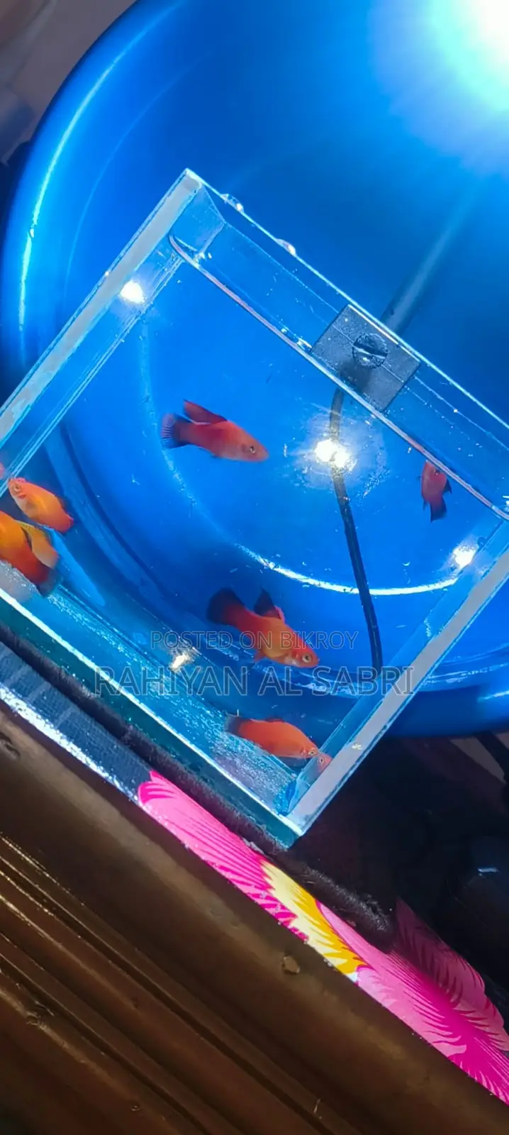 All Fish Available