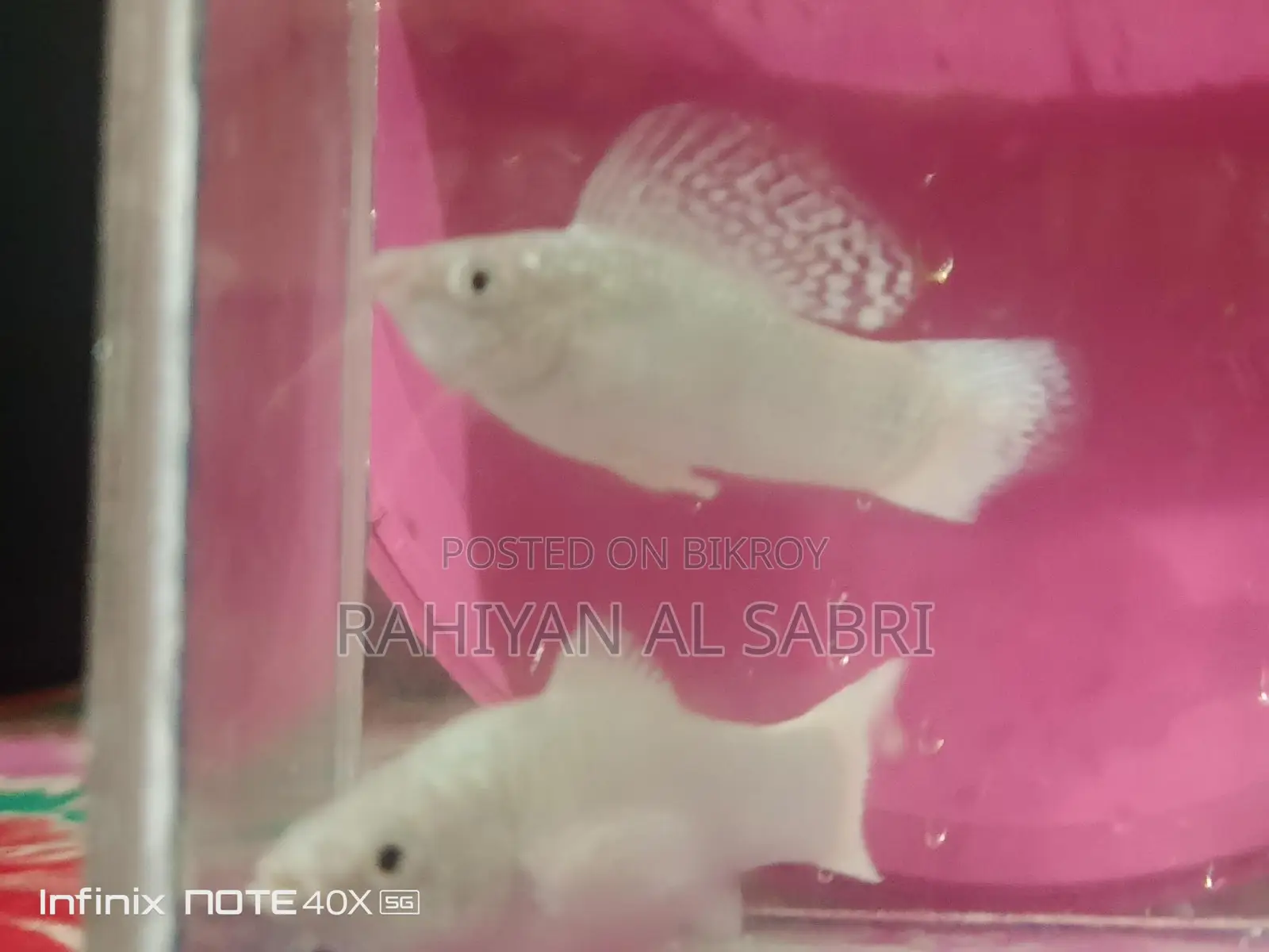 All Fish Available