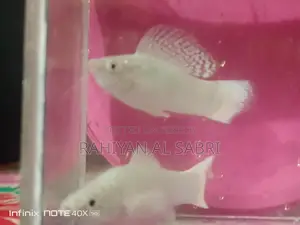 All Fish Available
