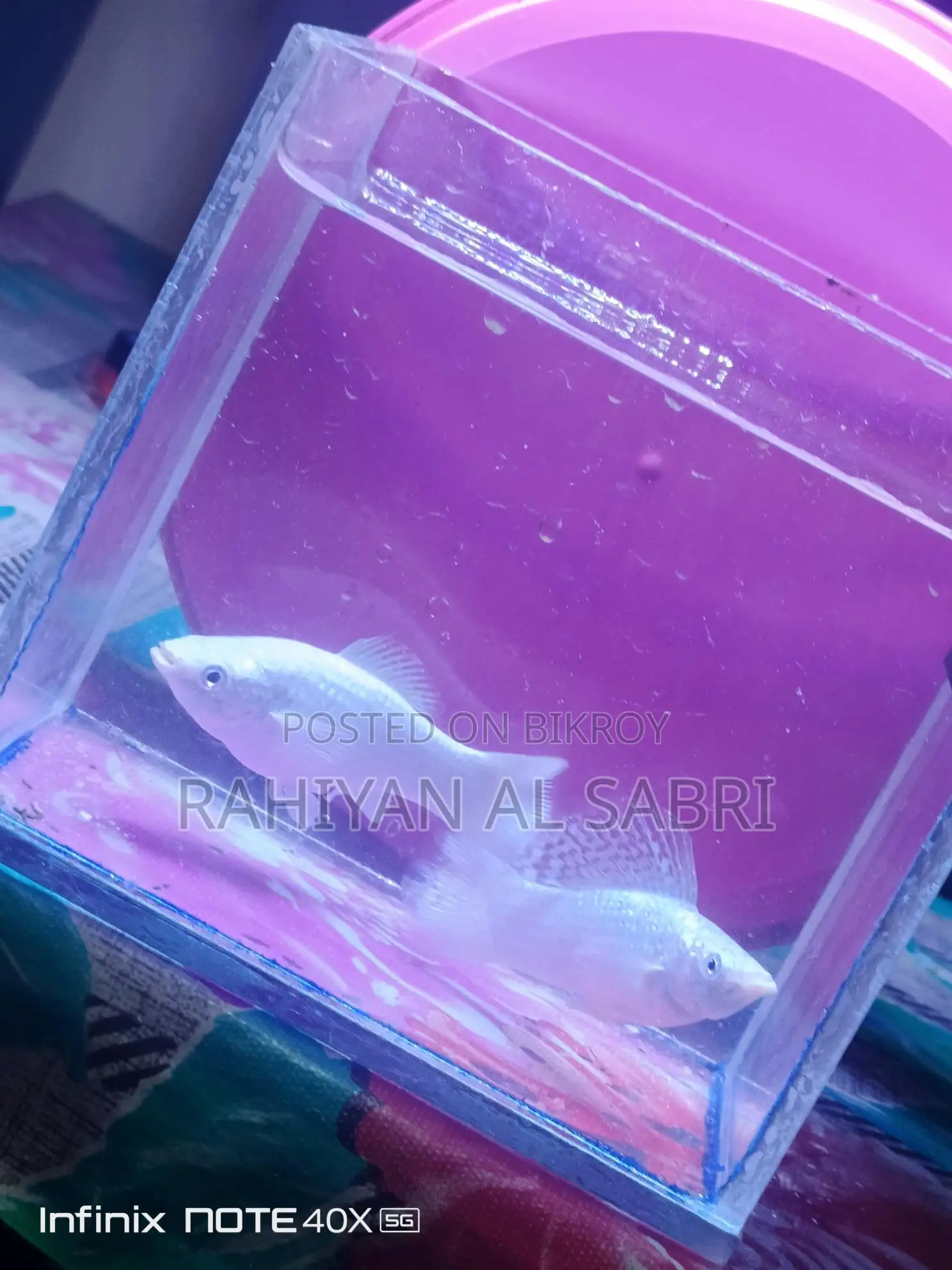 All Fish Available