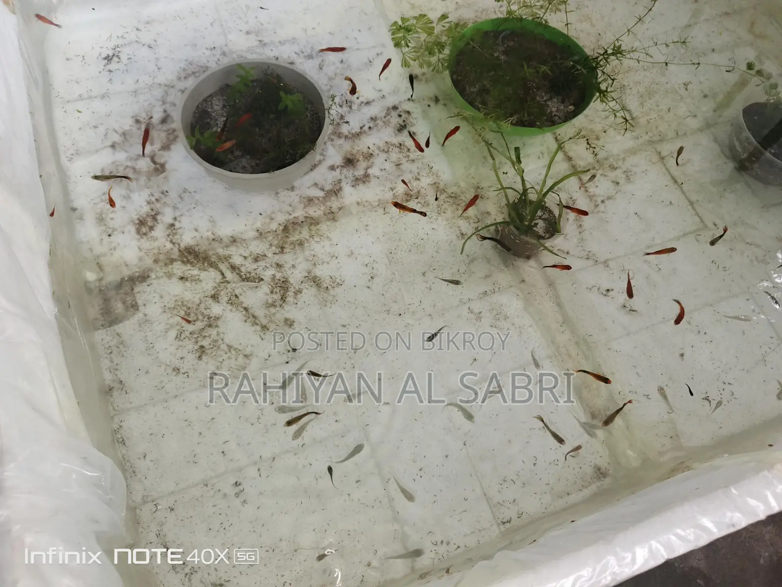 All Fish Available