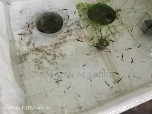 All Fish Available