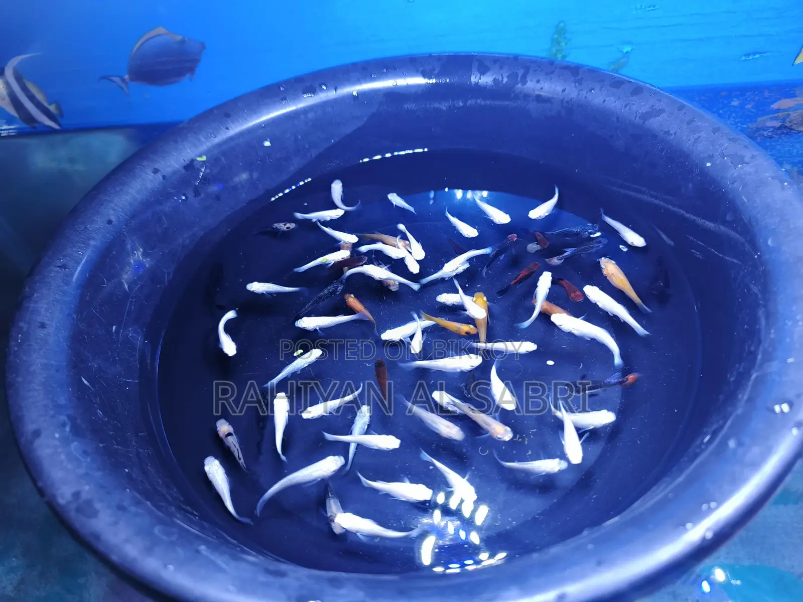 All Fish Available