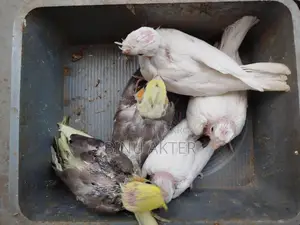 5 Baby Birds