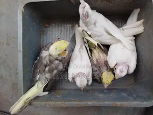 ৫ পিচ বেবি