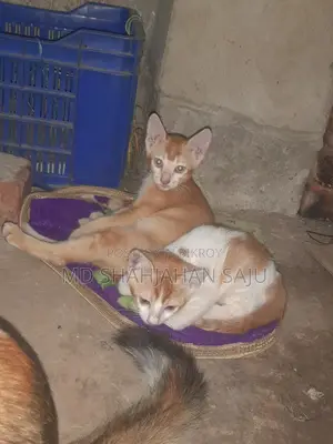Cat for sale