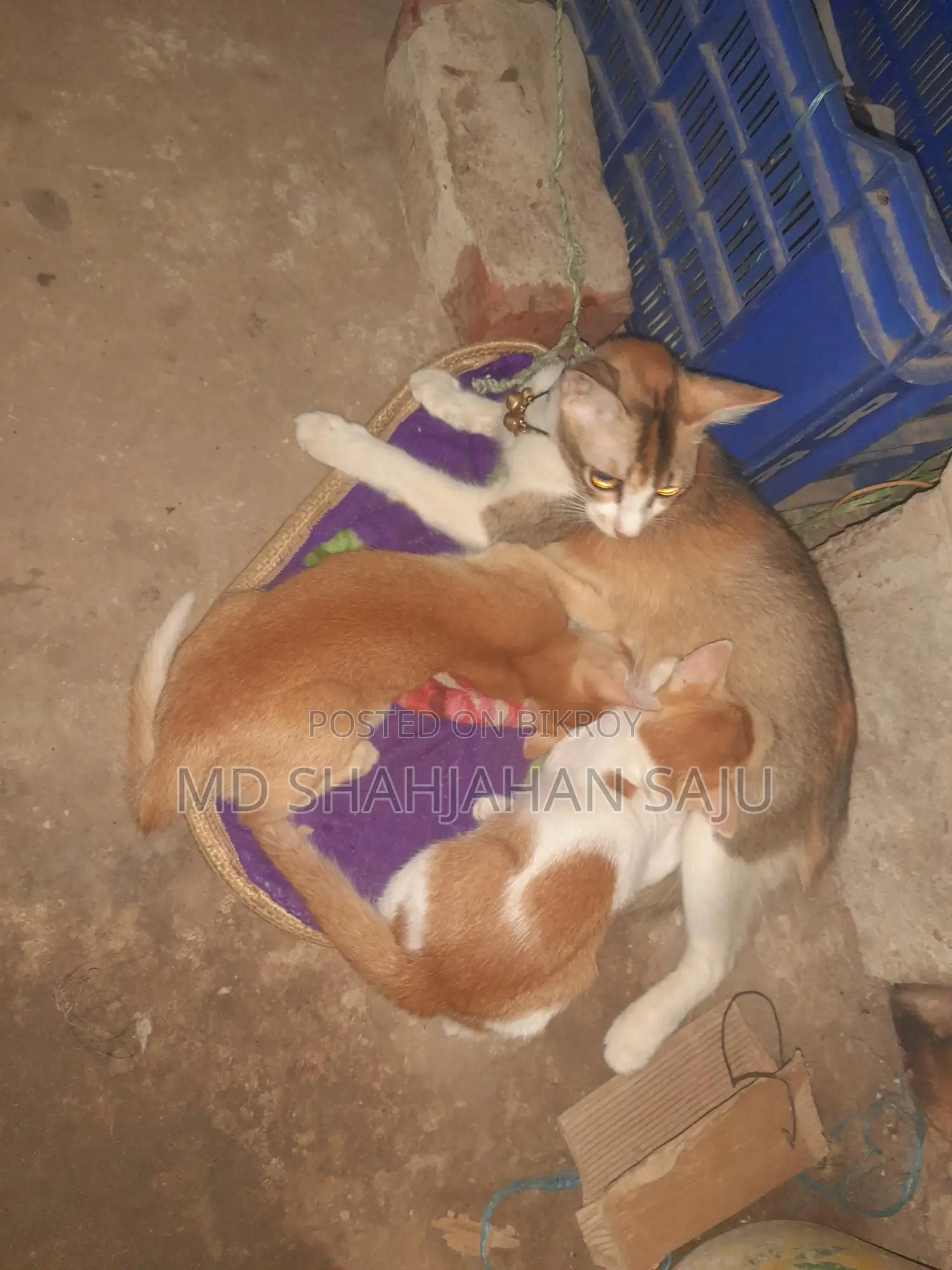 Cat for sale