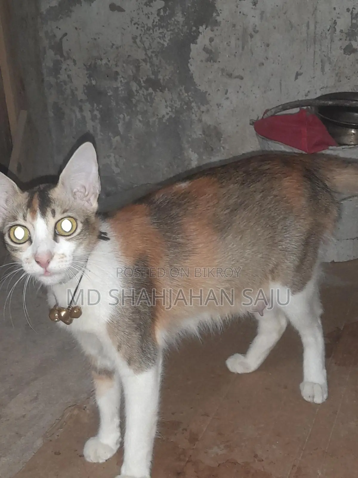 Cat for sale