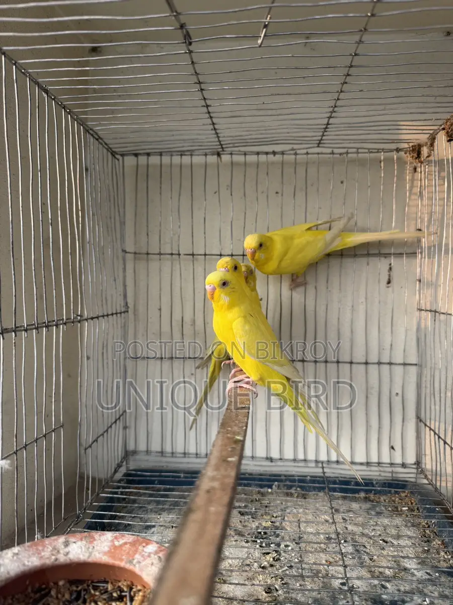 Lutino Pair