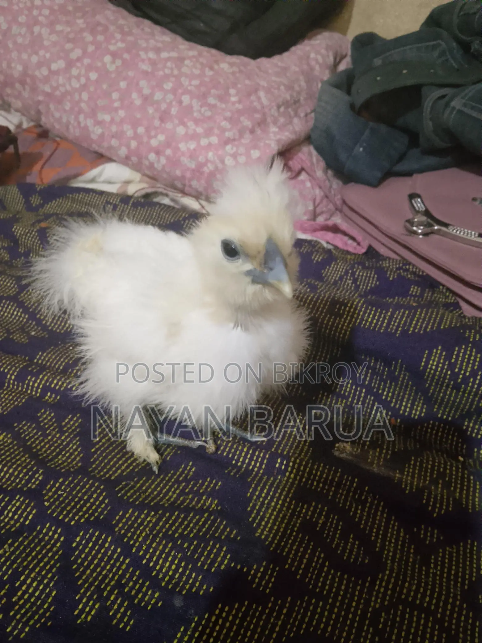 সিলকি মুরগির বাচ্চা