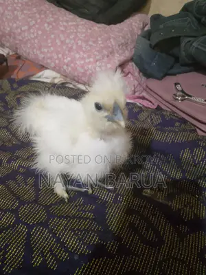 Silkie Chicken Chicks