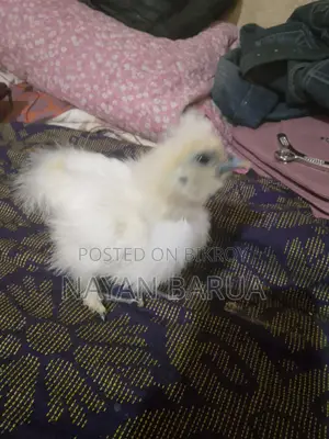 সিলকি মুরগির বাচ্চা