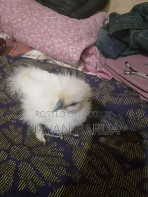 সিলকি মুরগির বাচ্চা