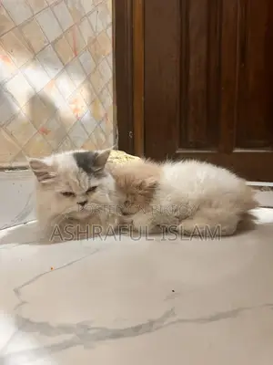 Exotic Persian Male Age: 4 Month . Female 2