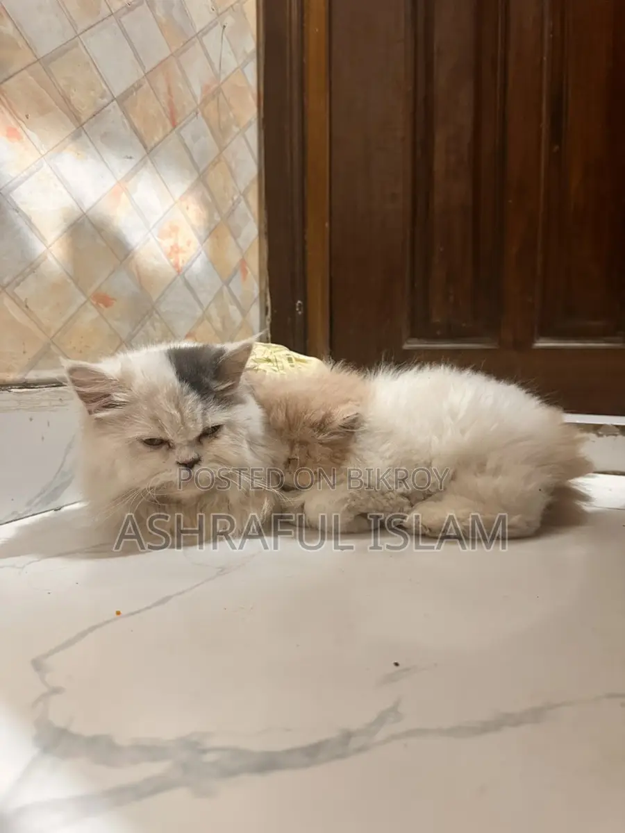 Exotic Persian Male Age: 4 Month . Female 2