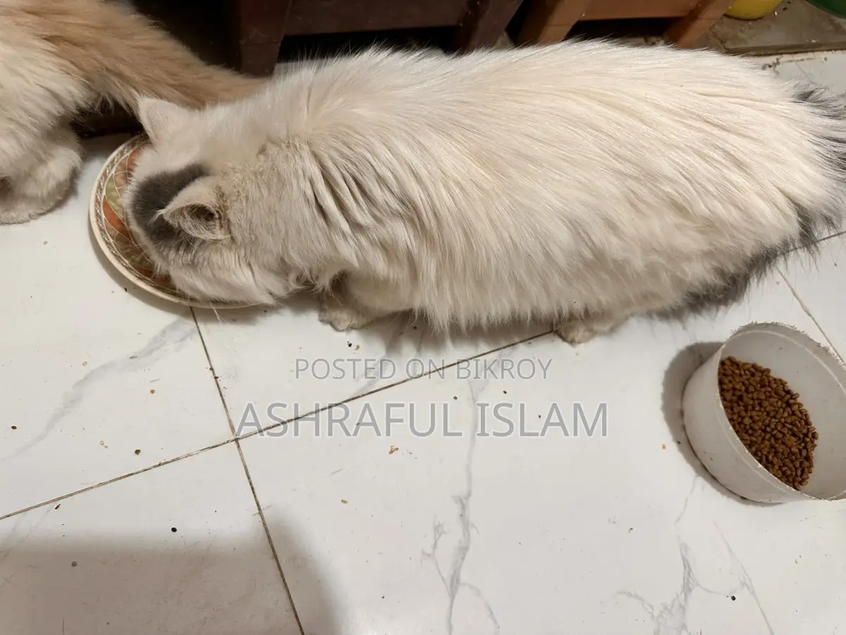 Exotic Persian Male Age: 4 Month . Female 2