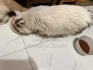 Exotic Persian Male Age: 4 Month . Female 2