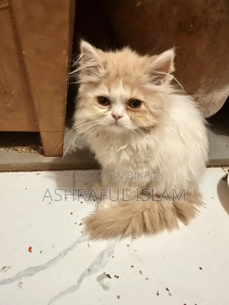 Exotic Persian Male Age: 4 Month . Female 2