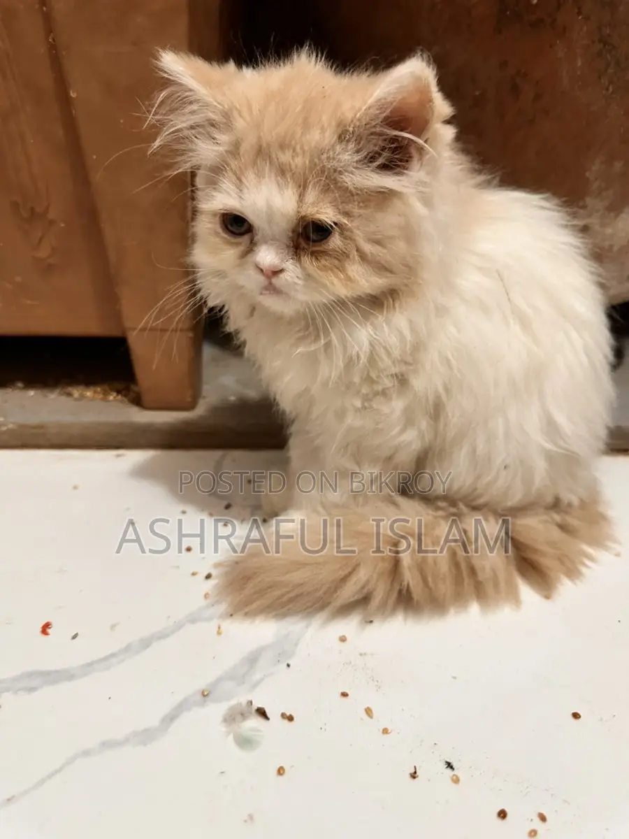 Exotic Persian Male Age: 4 Month . Female 2
