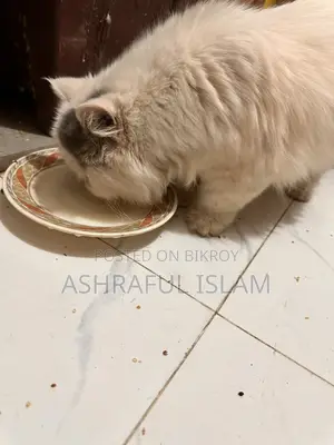 Exotic Persian Male Age: 4 Month . Female 2
