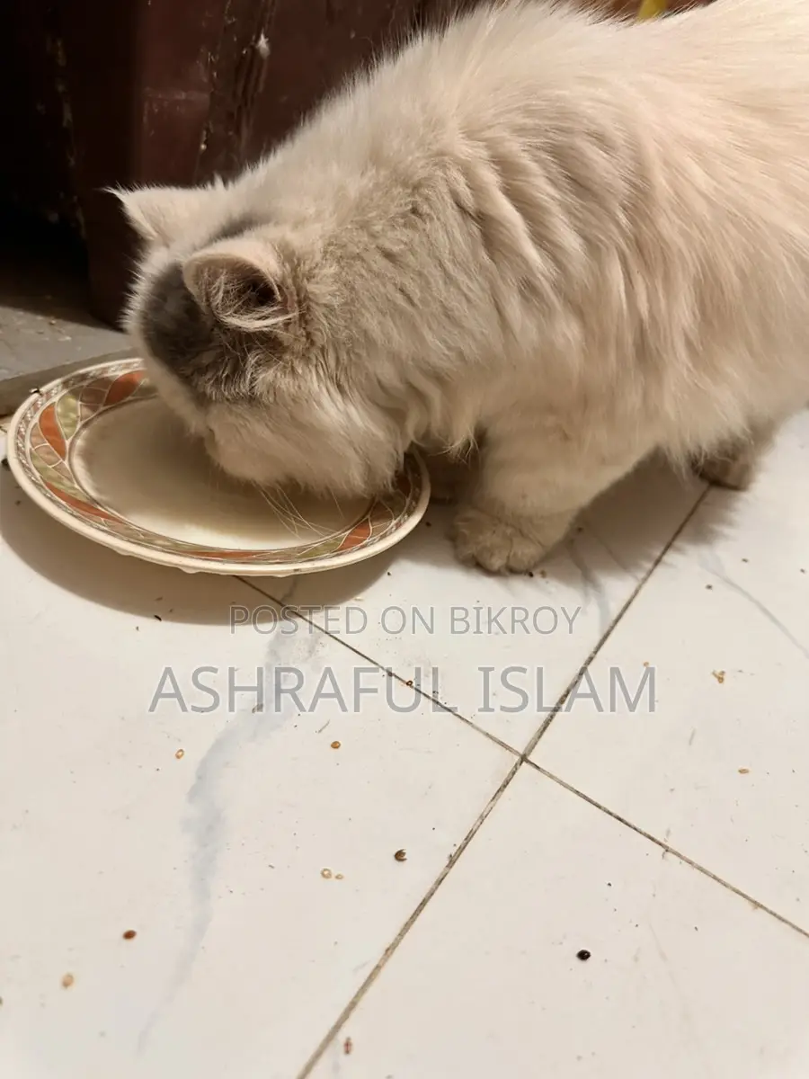 Exotic Persian Male Age: 4 Month . Female 2