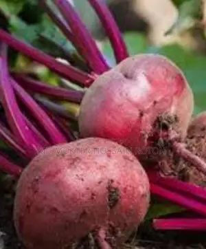 Organic Beetroot