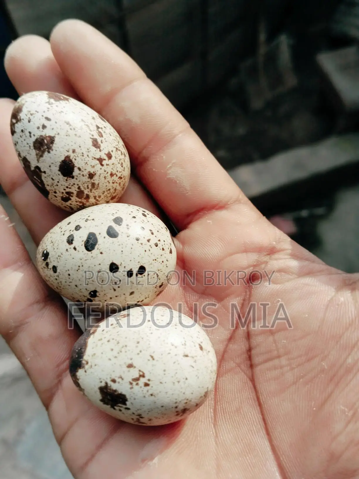 European Giant Coturnix Quail Hatching Eggs